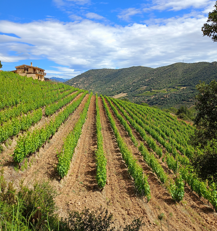Vigneto a Jerzu